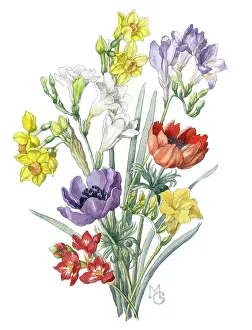 Anemones: Freesias, anemones and narcissi