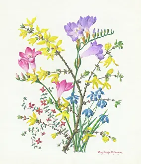 Leefe: Freesias, Forsythia and Scillas