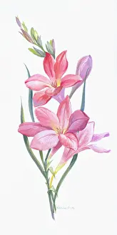 Caley: Freesias - pink and mauve flowers