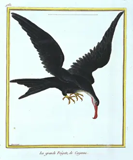Oiseaux: Fregata minor, great frigatebird