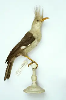 Starling: Fregilupus varius