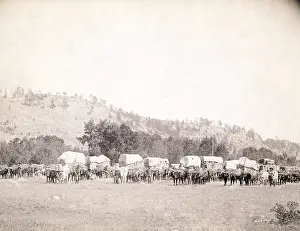Grabill: Freighting in the Black Hills. Several ox ?