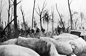 Calonne: French Front 1915