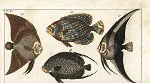 Chaetodon: French angelfish, Emperor angelfish, batfish