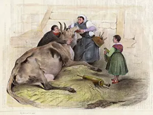 Veterinary: FRENCH COUNTRY VET