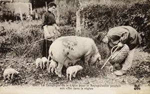 Smallholding: French Countryfolk and their Pigs