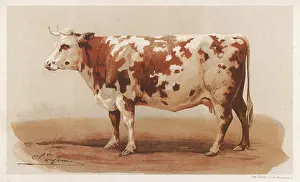 Dappled: FRENCH COW 1862