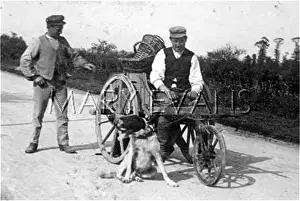 Harnessed: FRENCH DOG AND CART 1