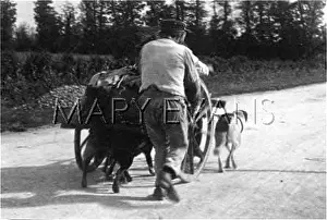 Harnessed: FRENCH DOG AND CART 2