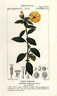 Linum: French flax, Linum trigynum