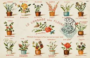 Suis: French Flower Language and Variations