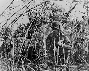 Thicket: French Foreign Legionnaires in Vietnam. ?