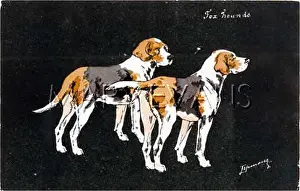 Foxhound: FRENCH FOXHOUNDS