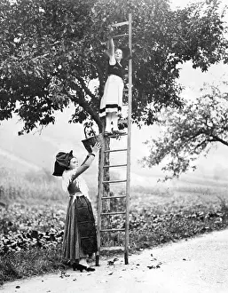 Unspecified: FRENCH FRUIT PICKERS