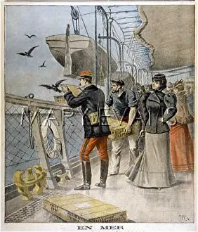 Usefulness: FRENCH HOMING PIGEONS
