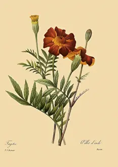 Patula: French Marigold