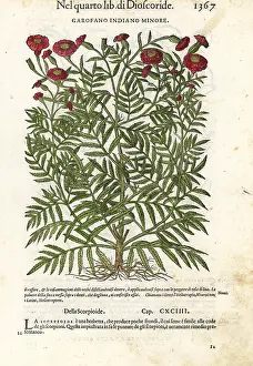 Mattioli: French marigold, Tagetes patula