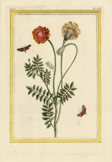 Patula: French marigold, Tagetes patula