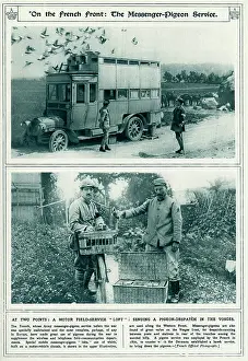 Homing: French Front messenger-pigeon service 1917
