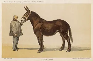 Niort: FRENCH MULE 1865