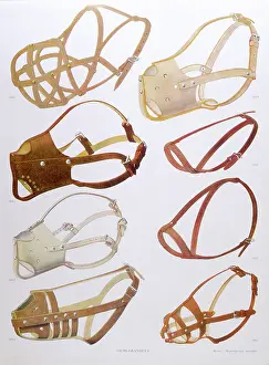 Bien: FRENCH MUZZLES