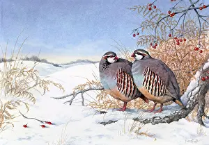 Bracken: French Partridges in the snow