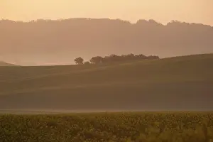 Rapa: French rapeseed fields