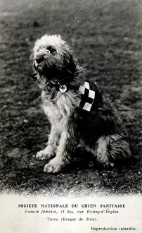 Chien: FRENCH RED CROSS DOG