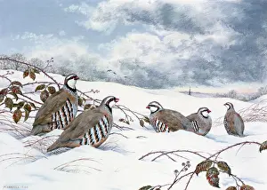 Partridges: French red-legged partridges