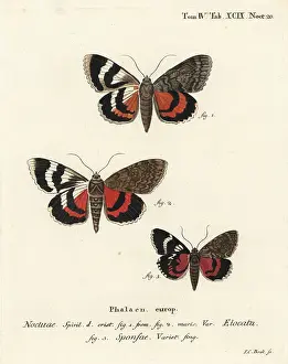 Esper: French red underwing and dark crimson underwing variety