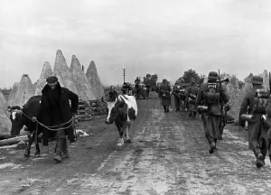 Oxen: French refugees with cattle, 1940
