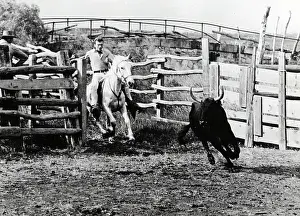 Camargue: French Singer Johnny Hallyday
