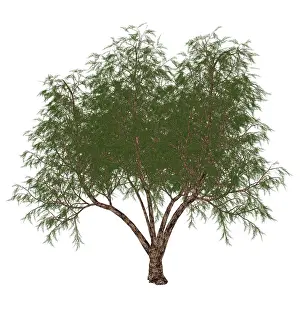 Eudicot: The French tamarisk tree