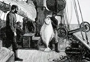 Halibut: French trawlermen holding up a large halibut which