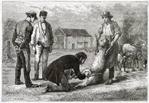 Vaccinating: French vet and a sheep