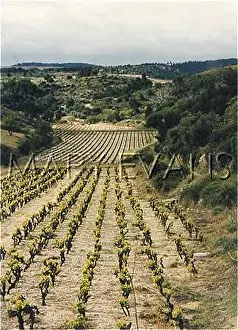 Shirley Evans: FRENCH VINEYARD