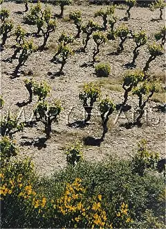 Shirley Evans: FRENCH VINEYARD