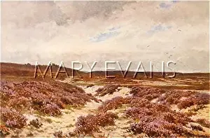 Frensham: FRENSHAM COMMON 1906