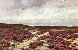 Frensham: FRENSHAM COMMON HEATHER