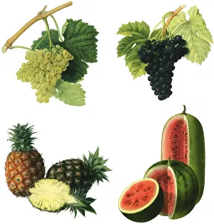 Watermelon: Fresh Fruit Selection