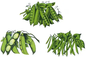 Lima: Fresh Legumes