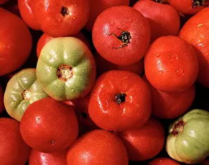 Tasty: Fresh Tomatoes Mostly Red and Ripe But Three Green