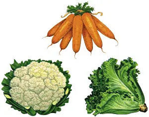 Tops: Fresh Vegetables