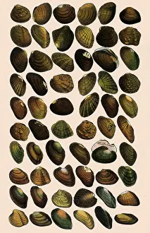 Seashell: Fresh-Water Mussels