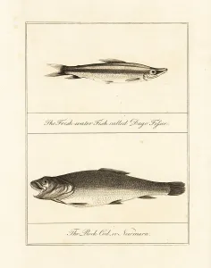 Stedman: Freshwater barracuda and wolf fish