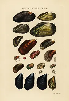 Marshall And Co: Freshwater and marine mussels