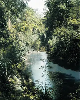 Queensland: Freshwater River, National Park, Australia