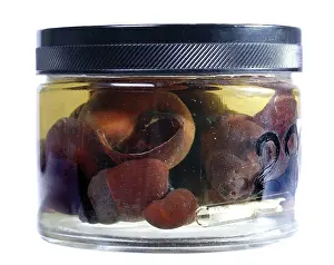 Gastropod: Freshwater snails