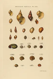 Marshall And Co: Freshwater snails, LimnEus, Physa, Ancylus, Planorbis, etc