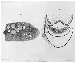 Cord: FREUD/AMMOCOETES/260